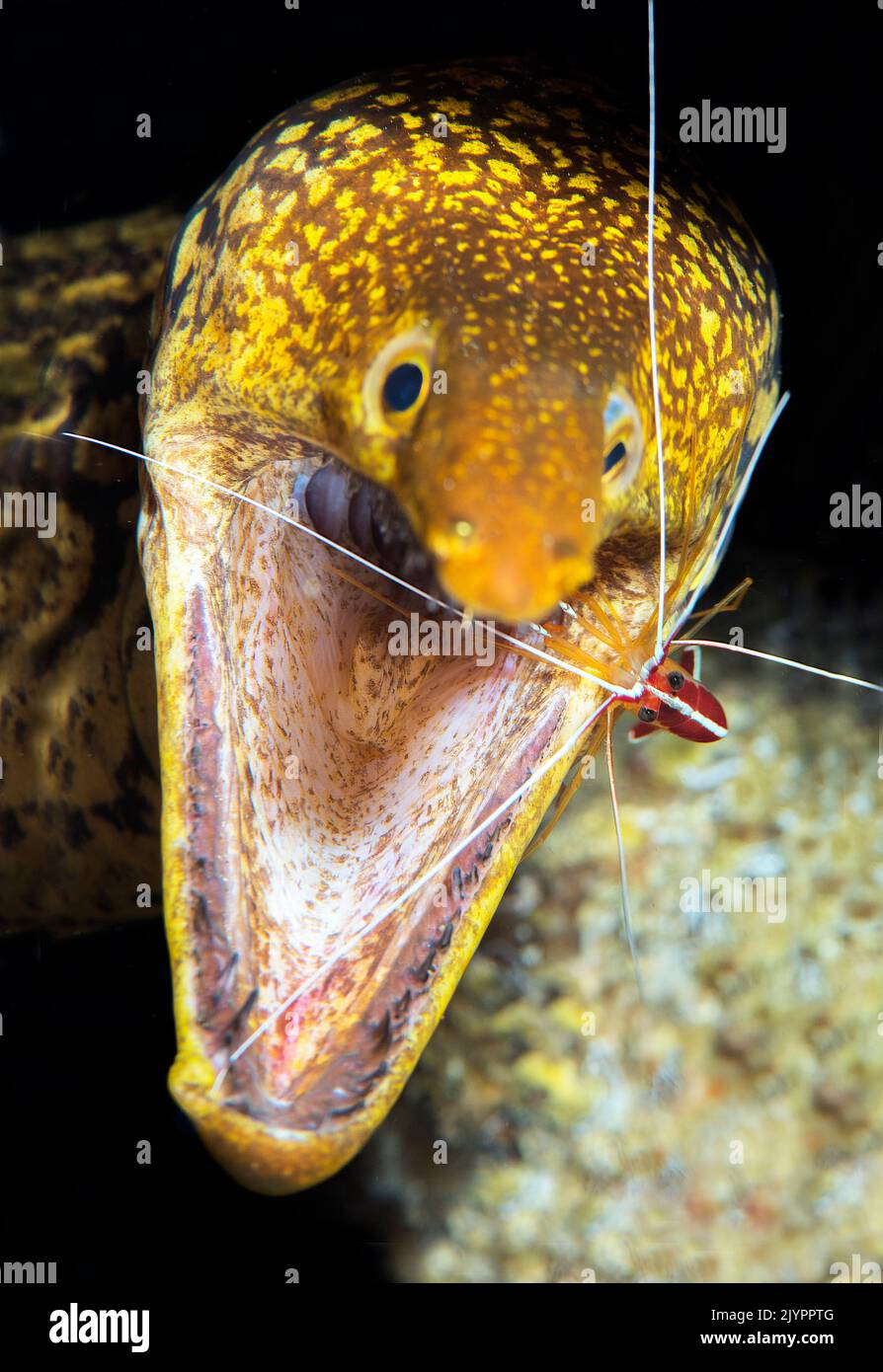 Symbiosis. Redbaked cleaner shrimp (Lysmata grabhami) deworming a