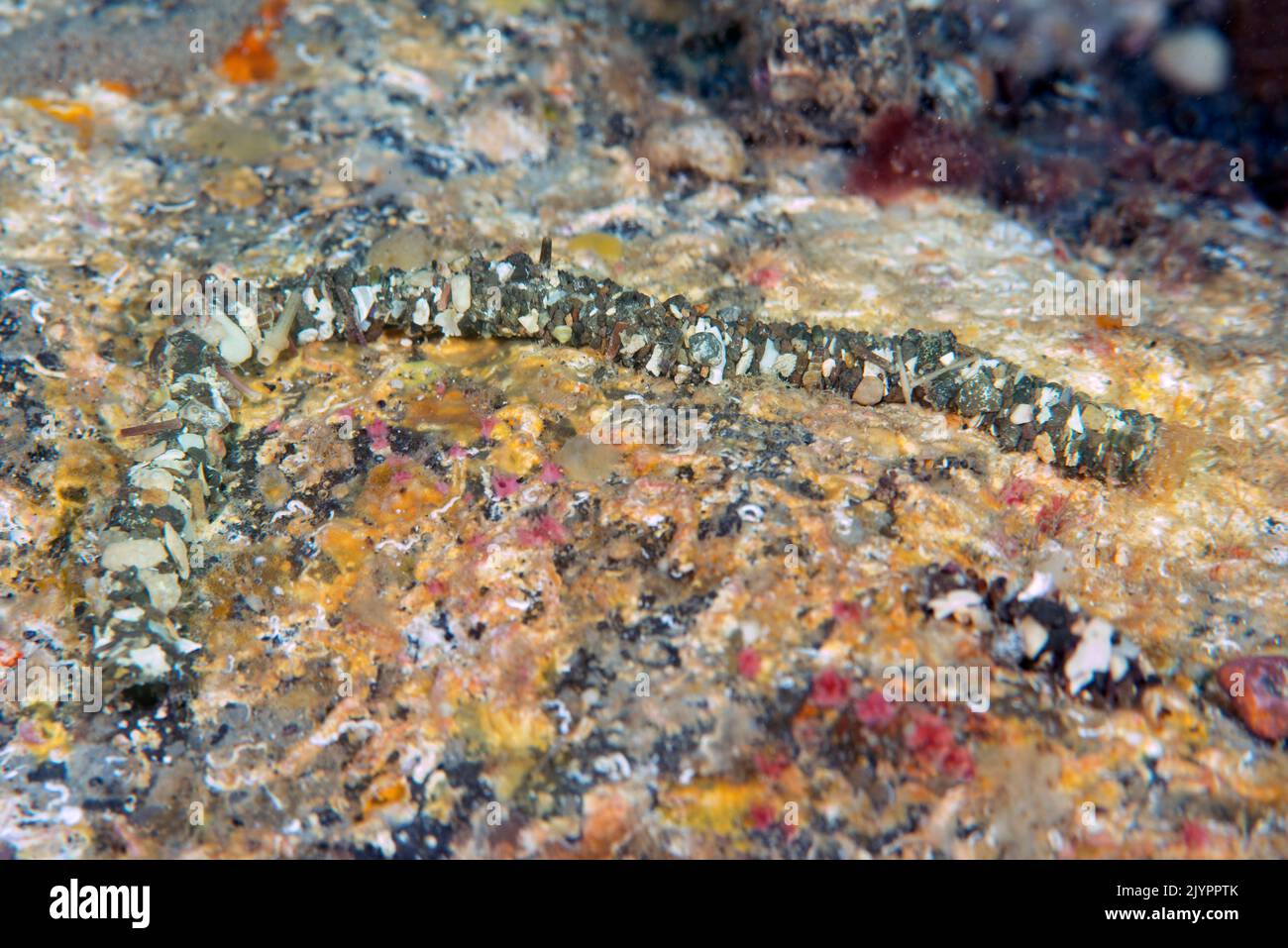 Worm (Eupolymnia nebulosa). Polychaete of about 15 cm that has the body covered with pebbles and fragments of shells that it adheres itself through a mucosa in order to protect itself. The most common is to find it under stones. Invertebrates of the Canary Islands, Tenerife. Stock Photo