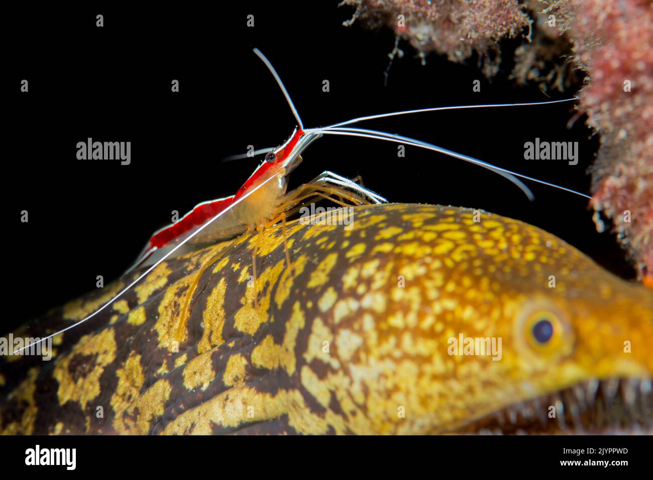 Symbiosis. Redbaked cleaner shrimp (Lysmata grabhami) deworming a