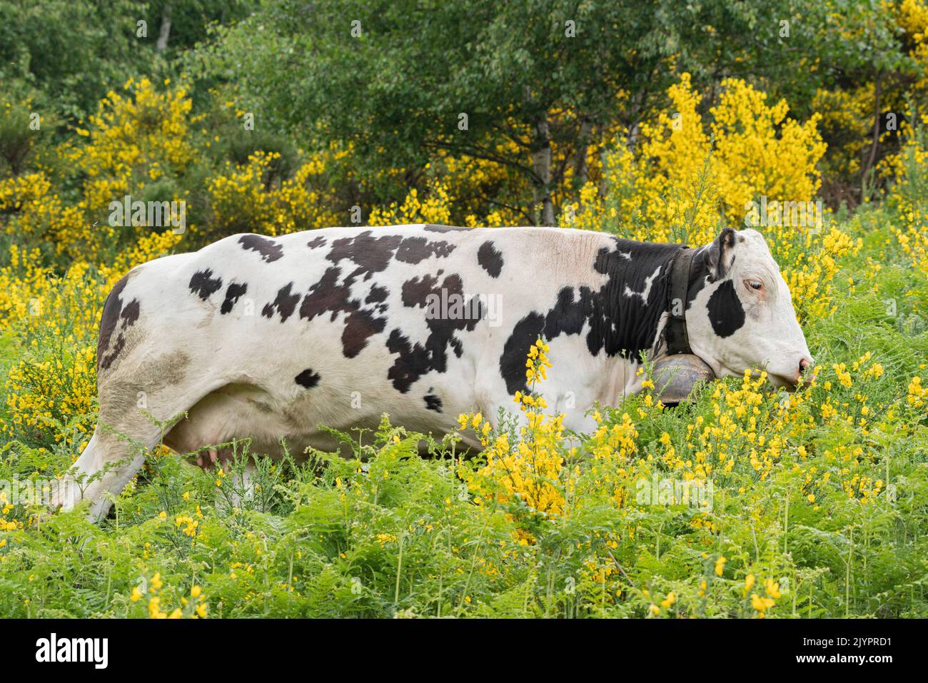 Holstein Friesian cow, Valcolla, former municipality in the district of Lugano in the canton of Ticino, Switzerland Stock Photo
