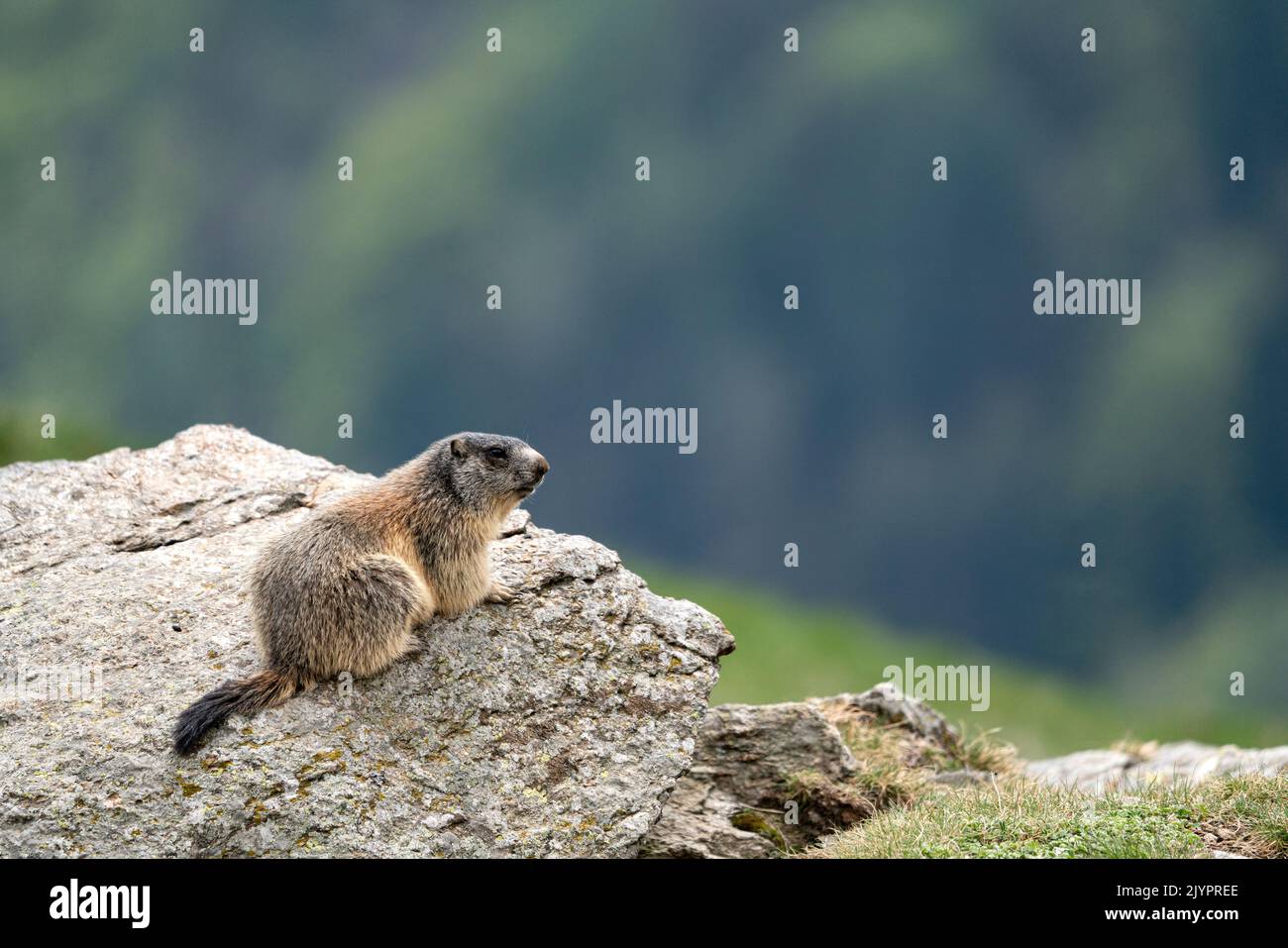 Alpine Marmot (Marmota marmota) sitting on rock. Valcolla, former municipality in the district of Lugano in the canton of Ticino, Switzerland Stock Photo