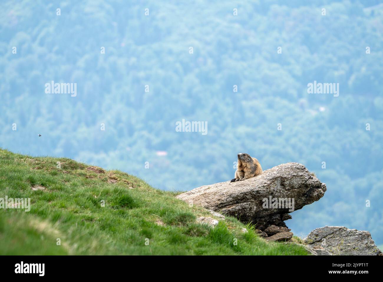 Alpine marmot (Marmota marmota) warming up on a rock. Valcolla, former municipality in the district of Lugano in the canton of Ticino, Switzerland Stock Photo