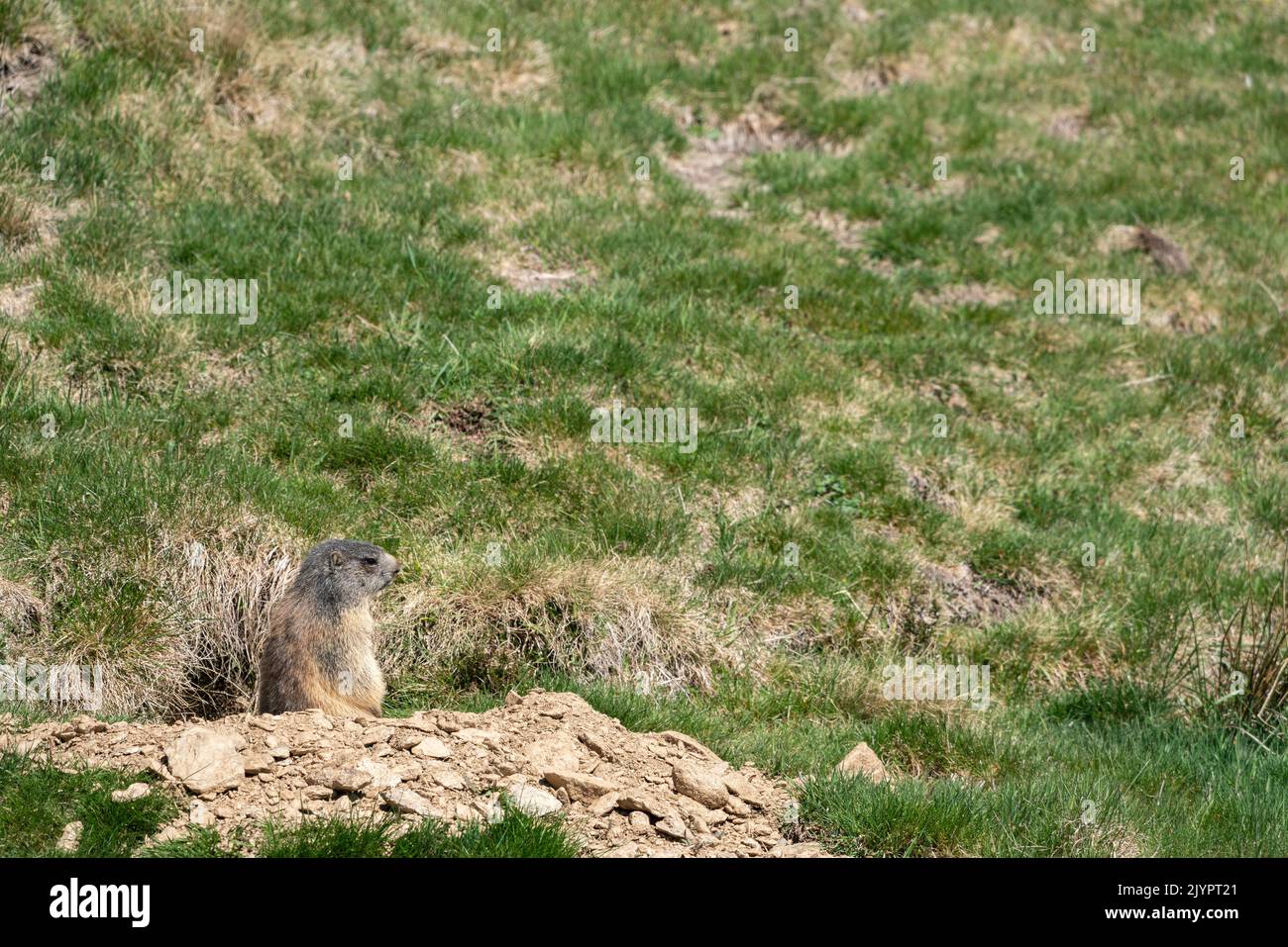 Alpine Marmot (Marmota marmota) exiting of its burrow. Valcolla, former municipality in the district of Lugano in the canton of Ticino, Switzerland Stock Photo