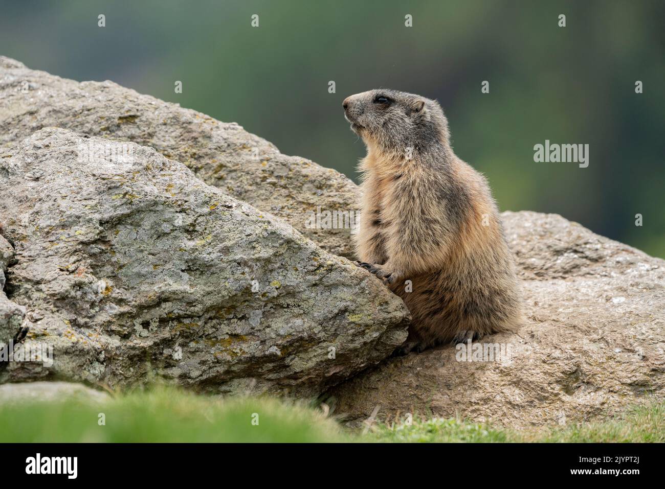 Alpine marmot (Marmota marmota) standing up on a rock. Valcolla, former municipality in the district of Lugano in the canton of Ticino, Switzerland Stock Photo