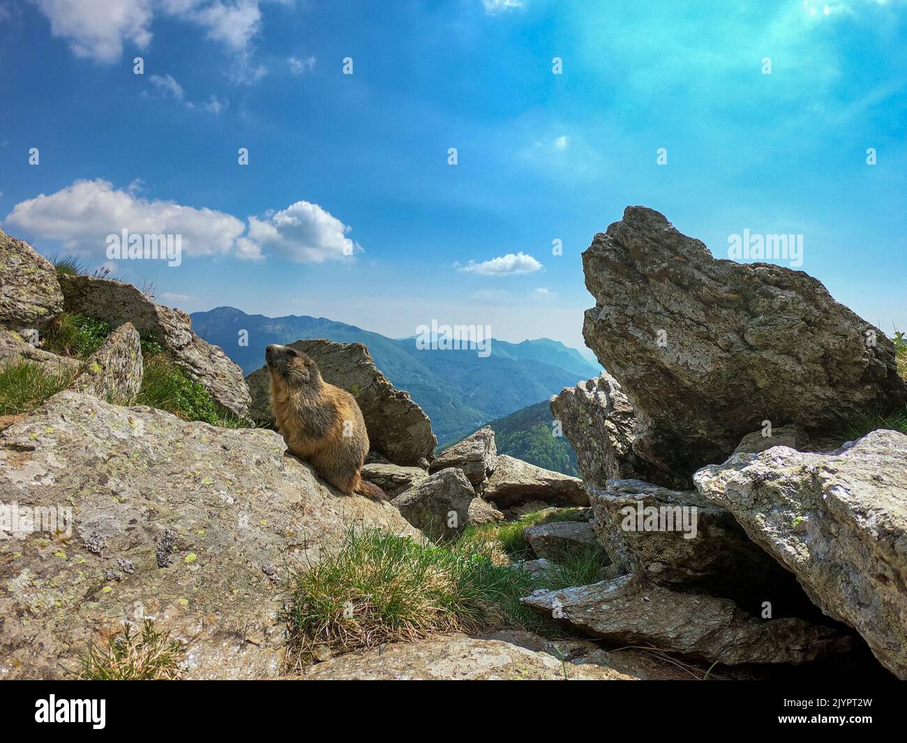 Alpine marmot (Marmota marmota) among rocks. Valcolla, former municipality in the district of Lugano in the canton of Ticino, Switzerland Stock Photo