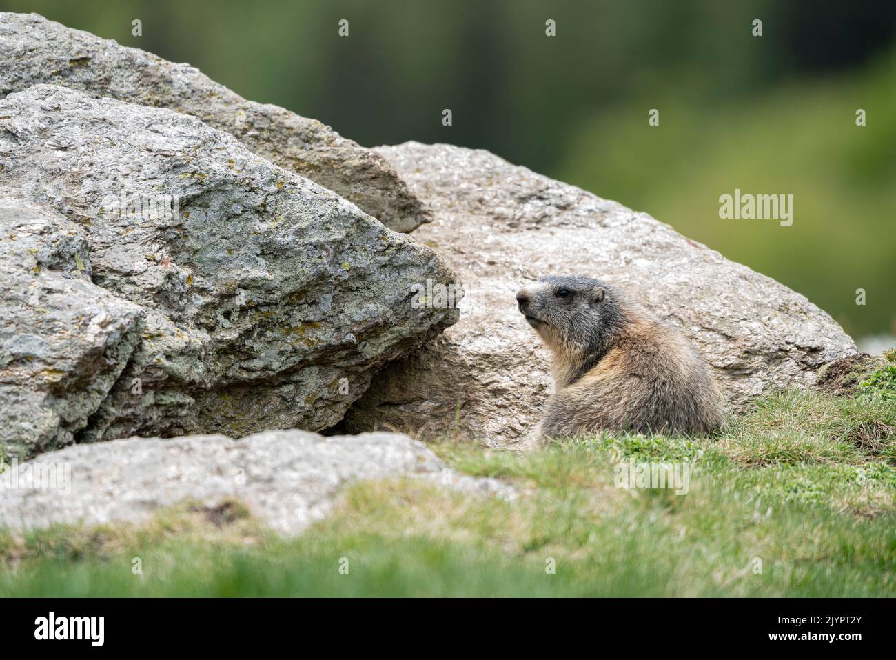 Alpine Marmot (Marmota marmota) emerged from burrow and warming up. Valcolla, former municipality in the district of Lugano in the canton of Ticino, Switzerland Stock Photo