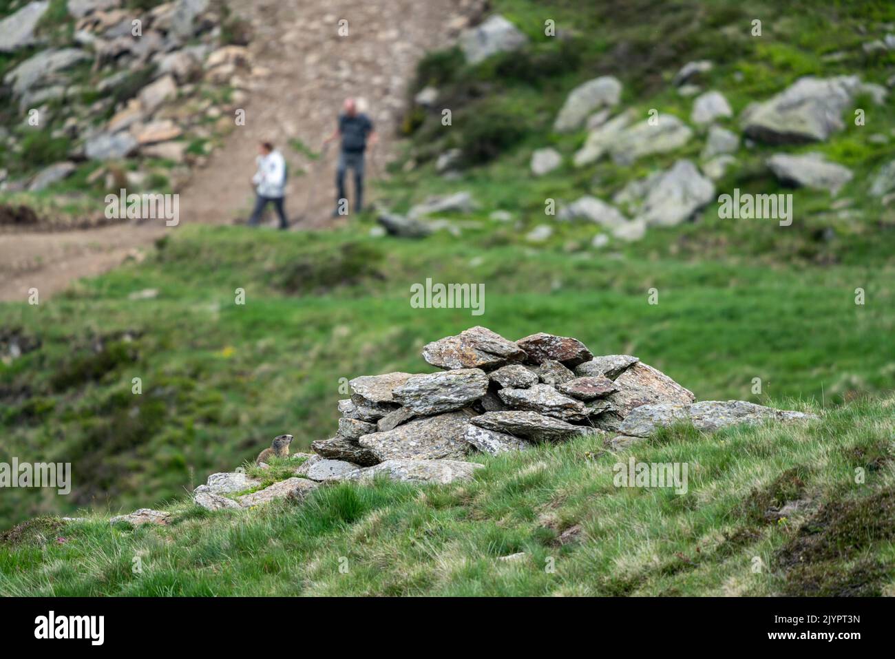 Alpine marmot (Marmota marmota) standing up behind a rock, while some hikers pass on the path further down. Valcolla, former municipality in the district of Lugano in the canton of Ticino, Switzerland Stock Photo