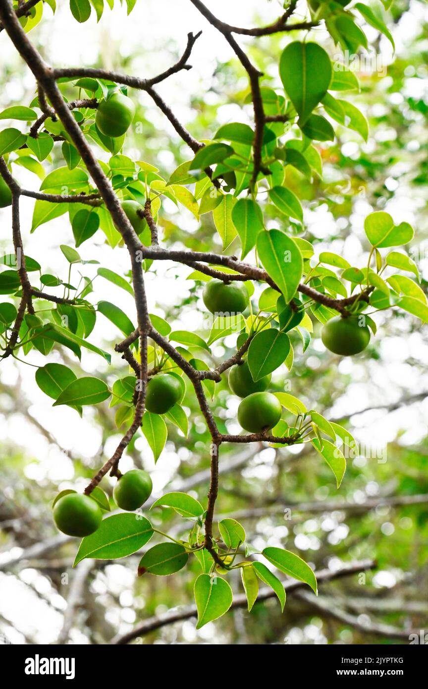 The Poison Apple tree (Hippomane mancinella) is dangerous for men. Galapagos archipelago. Ecuador. Stock Photo