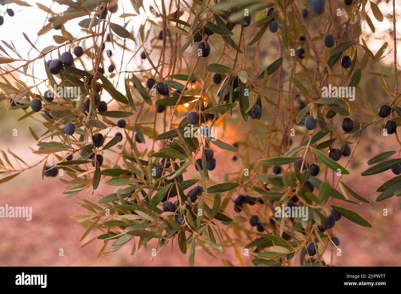 black olives on vnth trees in an olive grove Stock Photo Alamy