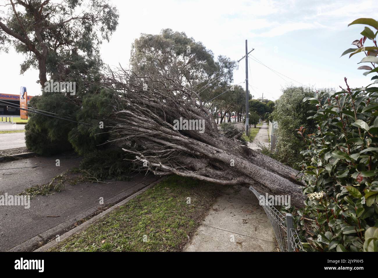 A fallen tree blocking a road is seen in Kilsyth, Melbourne, Tuesday ...