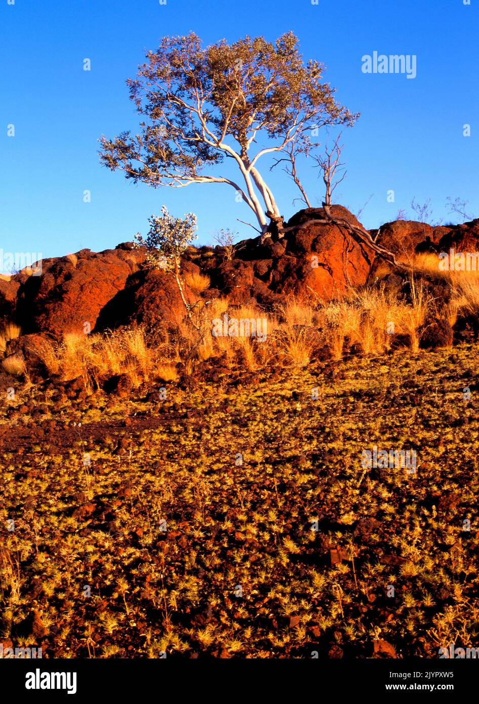 Outback Rocky and Tree Landscape, Pilbara, Northwest Australia Stock Photo