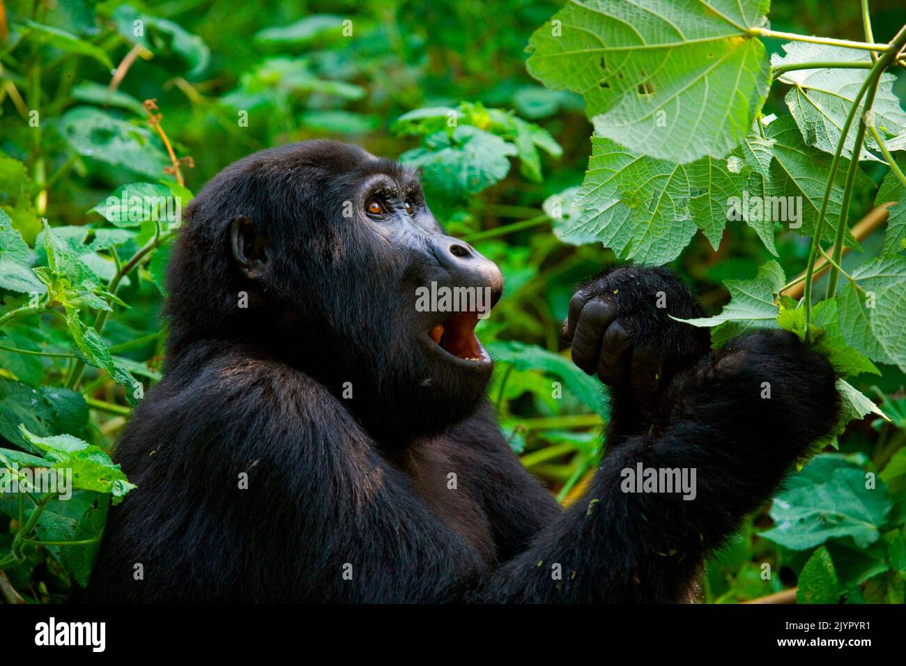 Mountain gorilla (Gorilla beringei beringei) is eating plants. Uganda