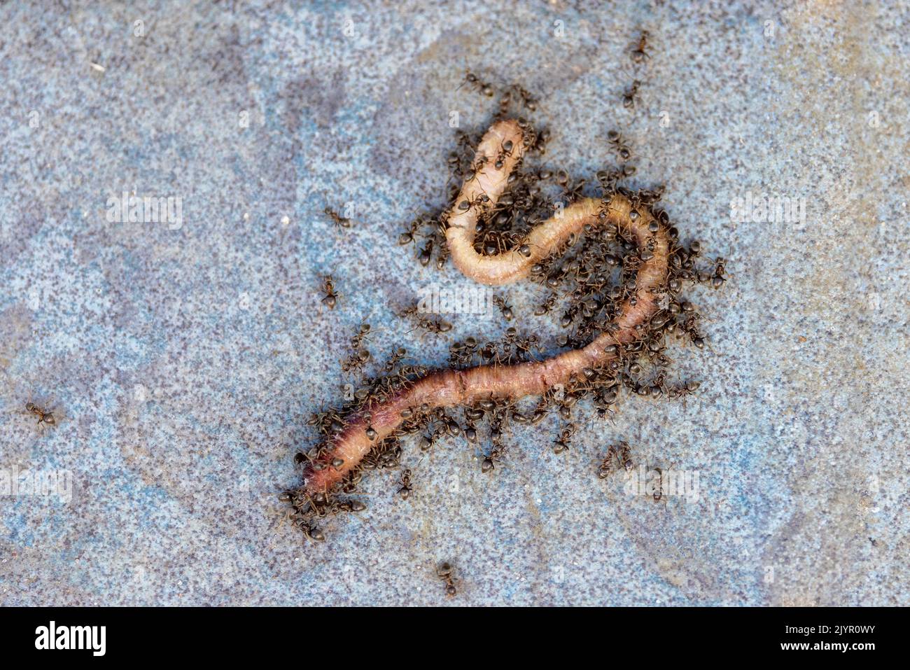 Garden ants (Lasius niger) attacking an earthworm, spring, Pas de Calais, France Stock Photo