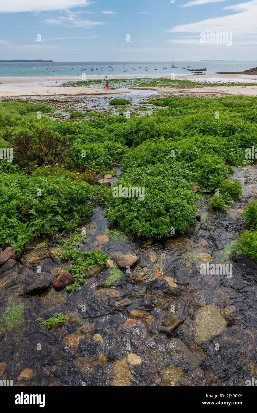TWo-rowed watercress (Nasturtium officinale) in a river flowing into the sea, summer, Plouarzel, Finistere, France Stock Photo