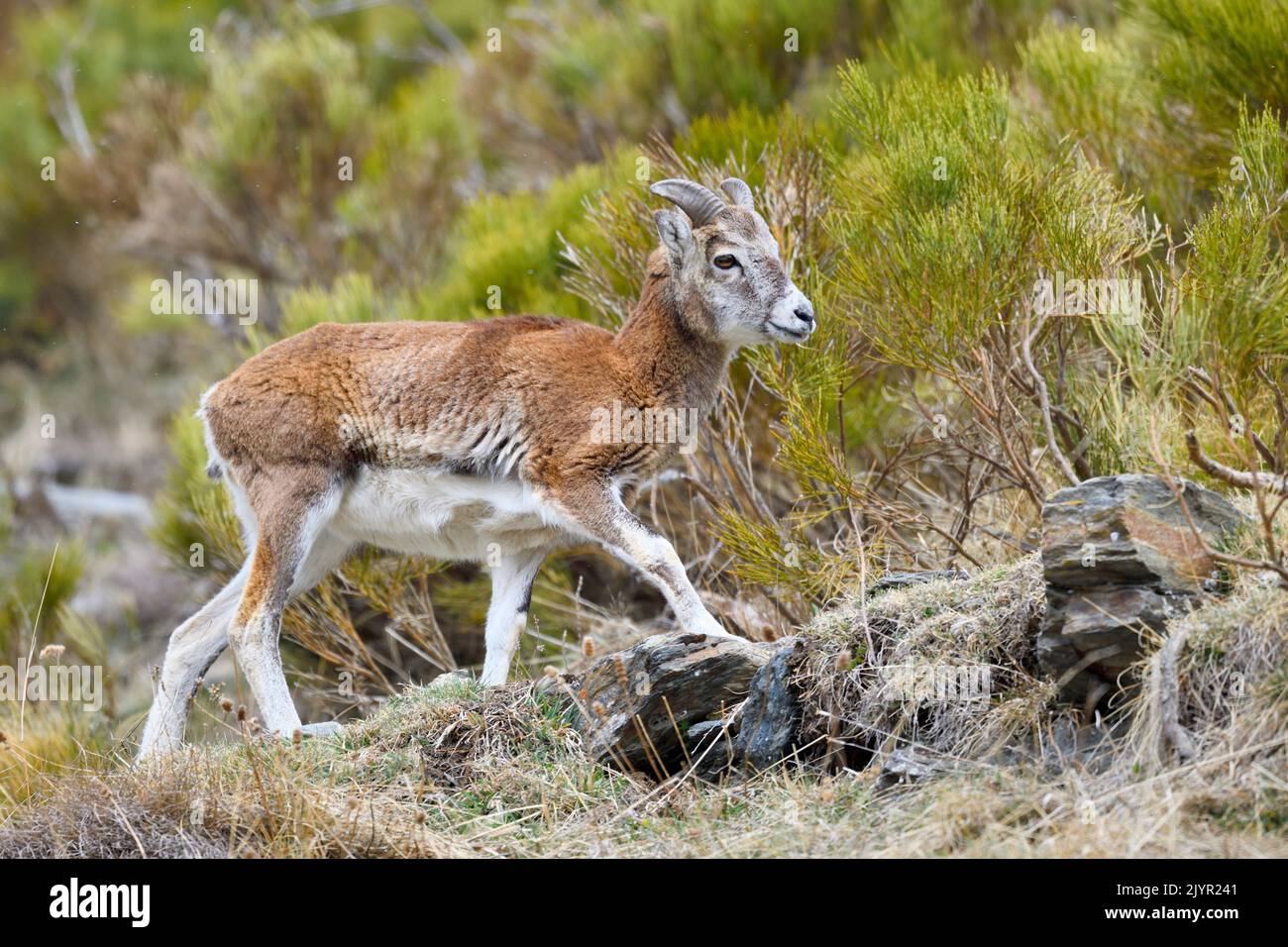 European mouflon (Ovis orientalis musimon) walking, France Stock Photo