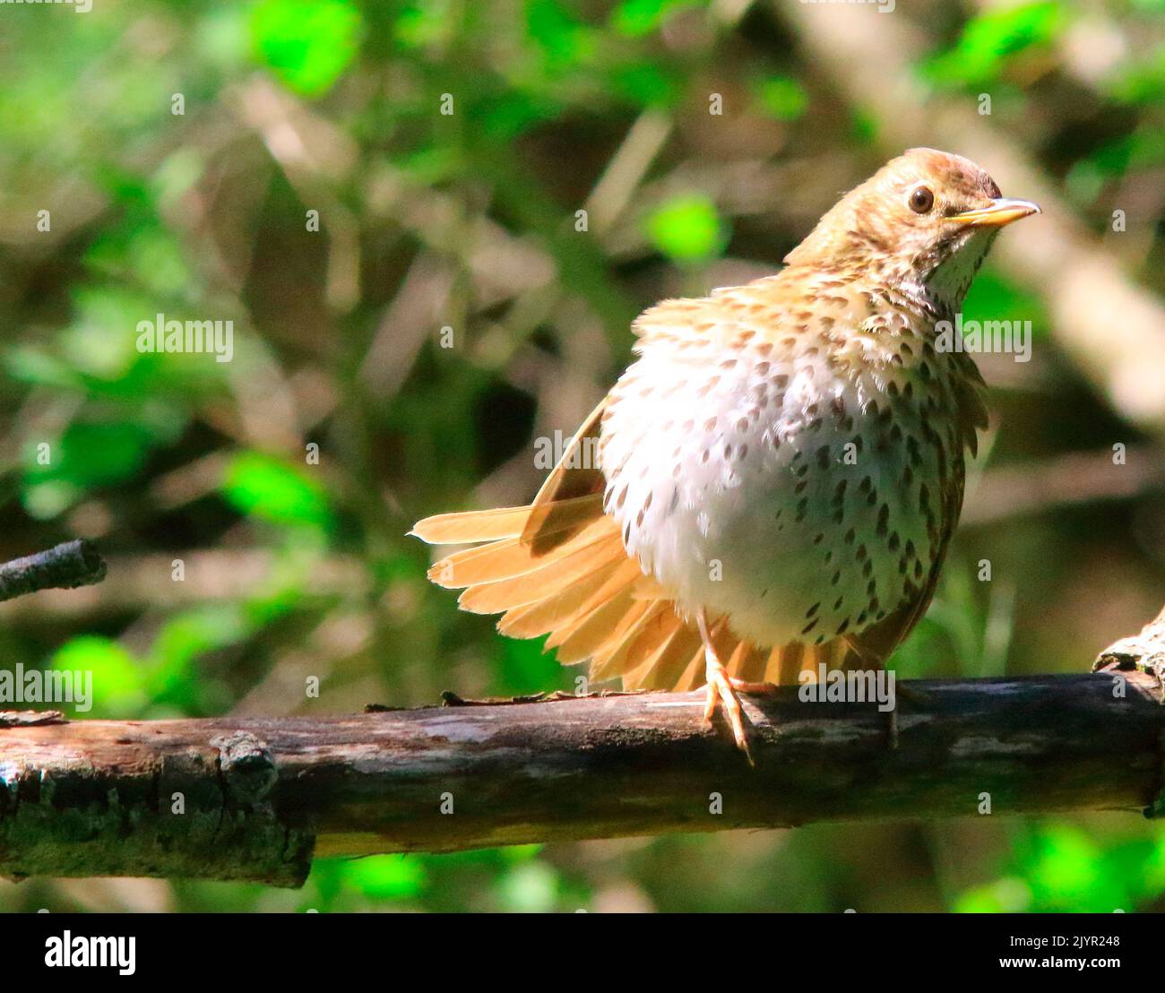 Song thrush (Turdus philomelos) warming up in the morning sun, France Stock Photo