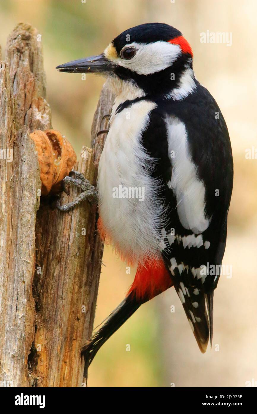 Spotted woodpecker (Dendrocopos major) male opening a nut, France Stock Photo