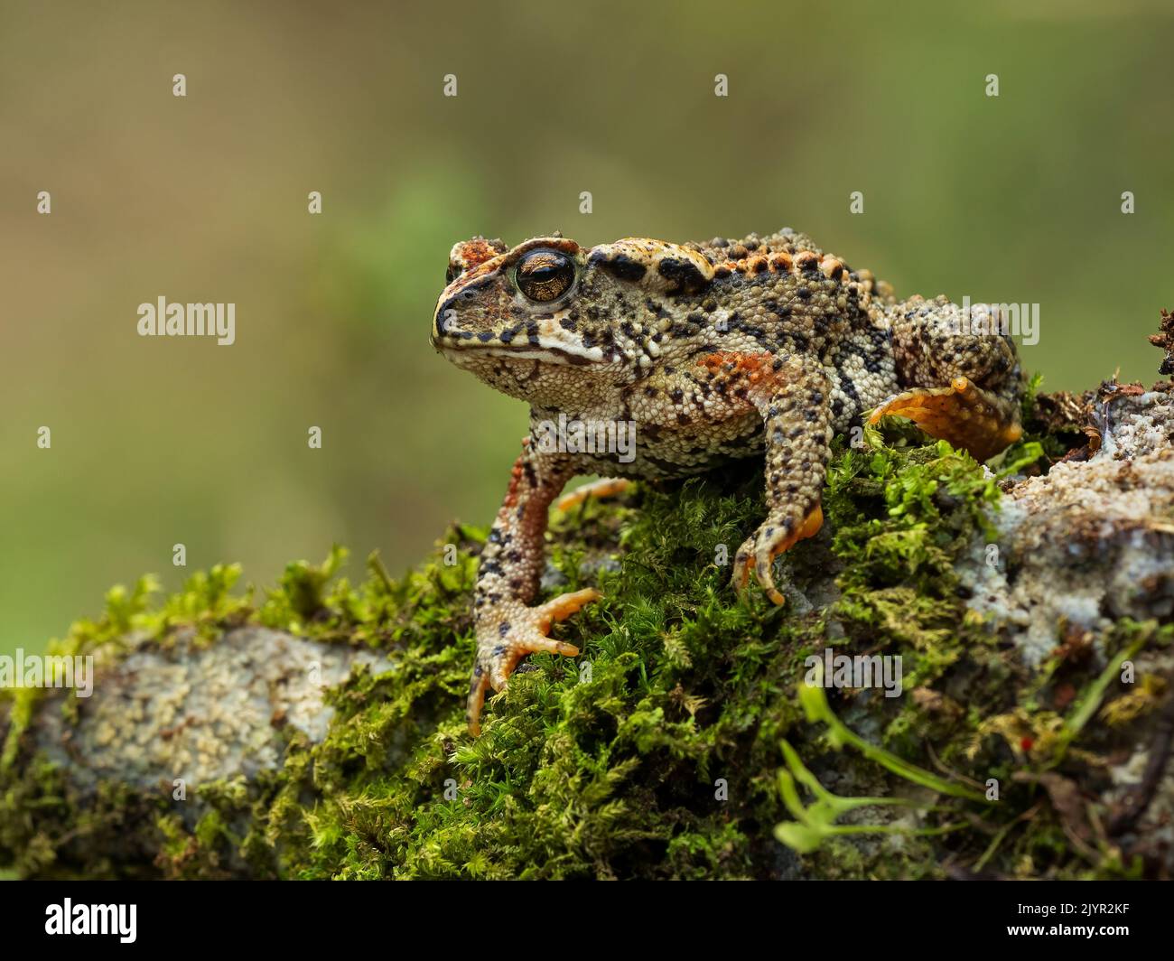 Mountain toad (Incilius bocourti), Guatemala Stock Photo Alamy