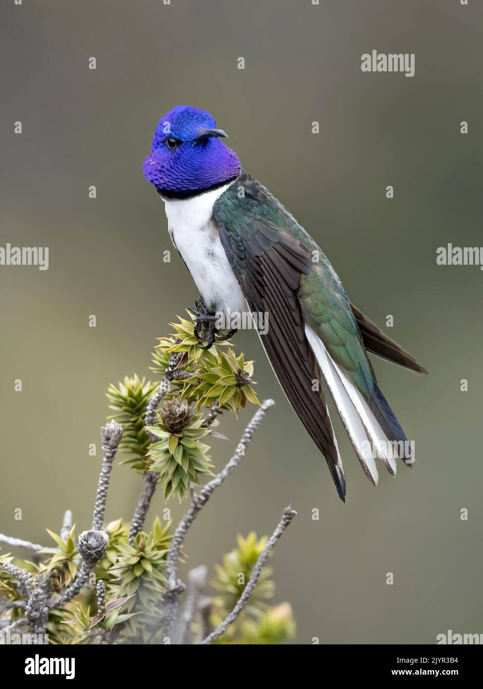 Andean hillstar oreotrochilus estella hires stock photography and