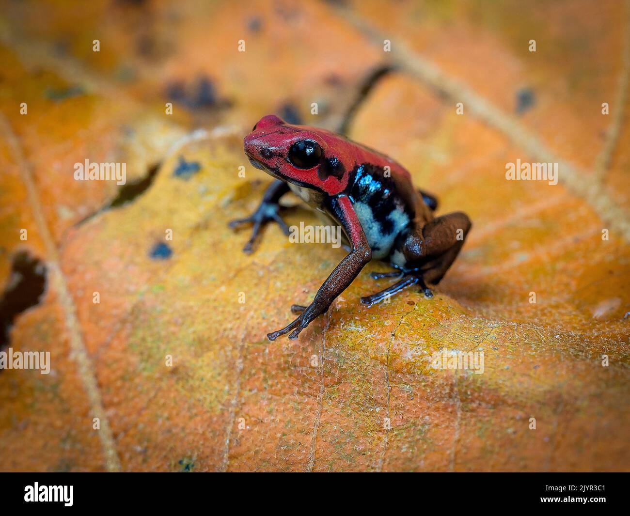 Ruby Poisonfrog (Andinobates bombetes), Colombia Stock Photo Alamy