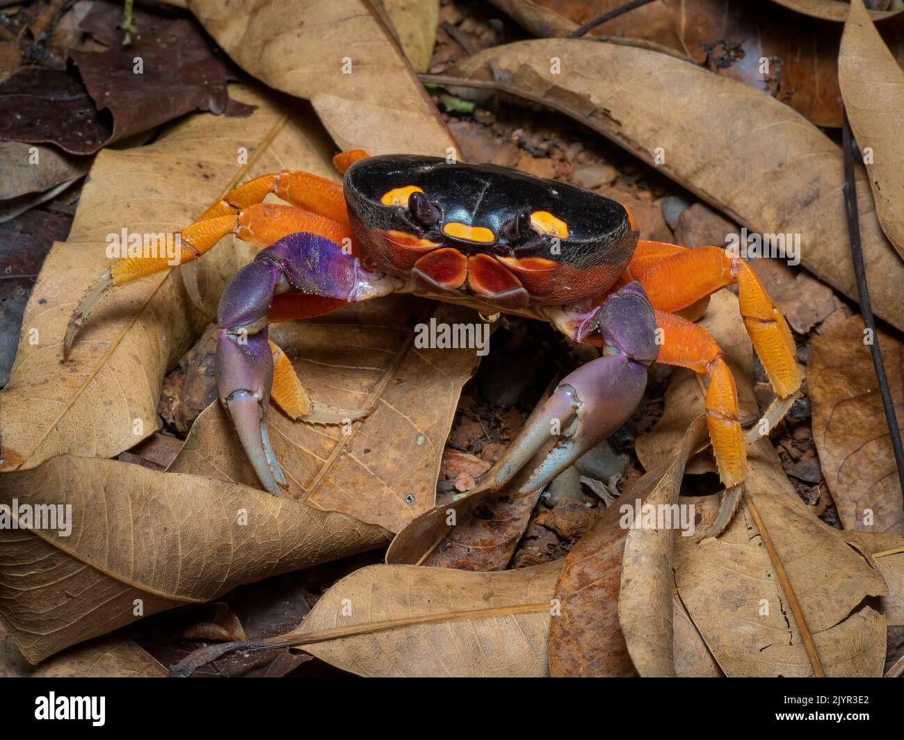 Red Land Crab (Gecarcinus quadratus), in dry forest leaf litter, Darien, Panama Stock Photo