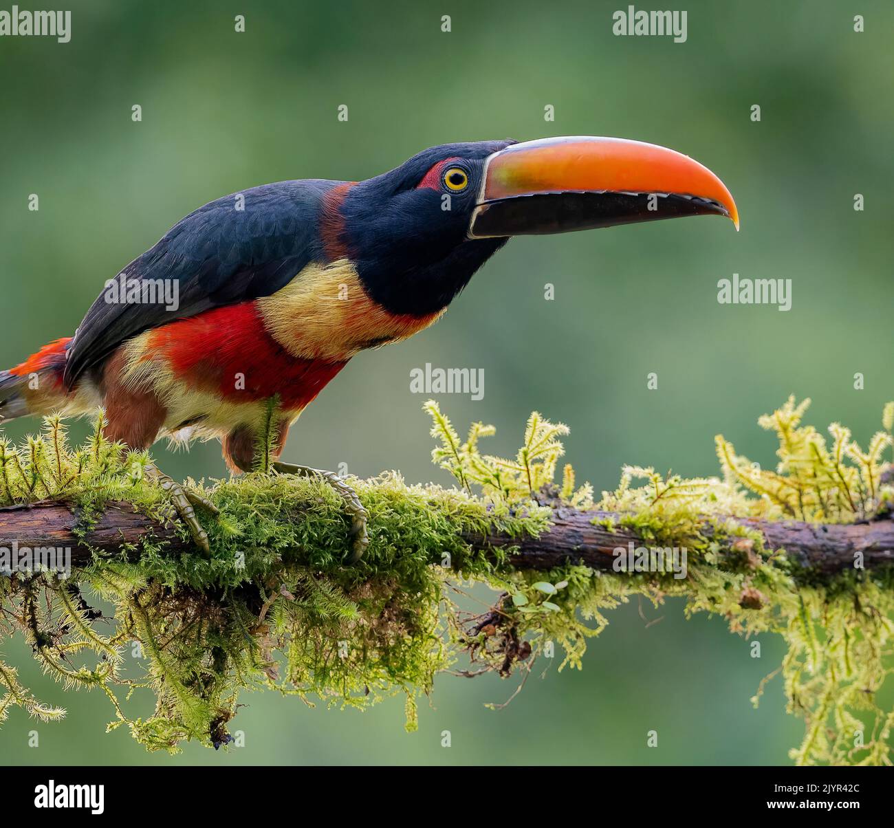 Fiery-billed Aracari (Pteroglossus frantzii), Chiriqui, Panama Stock ...