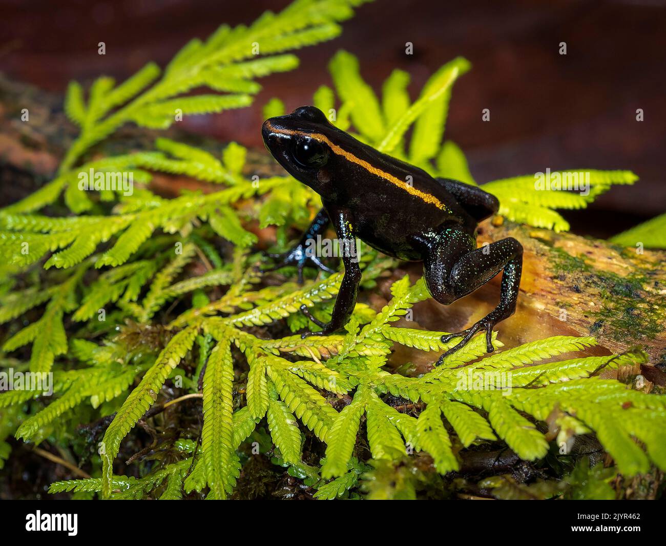 Poison frog (Phyllobates niche), Colombia Stock Photo - Alamy