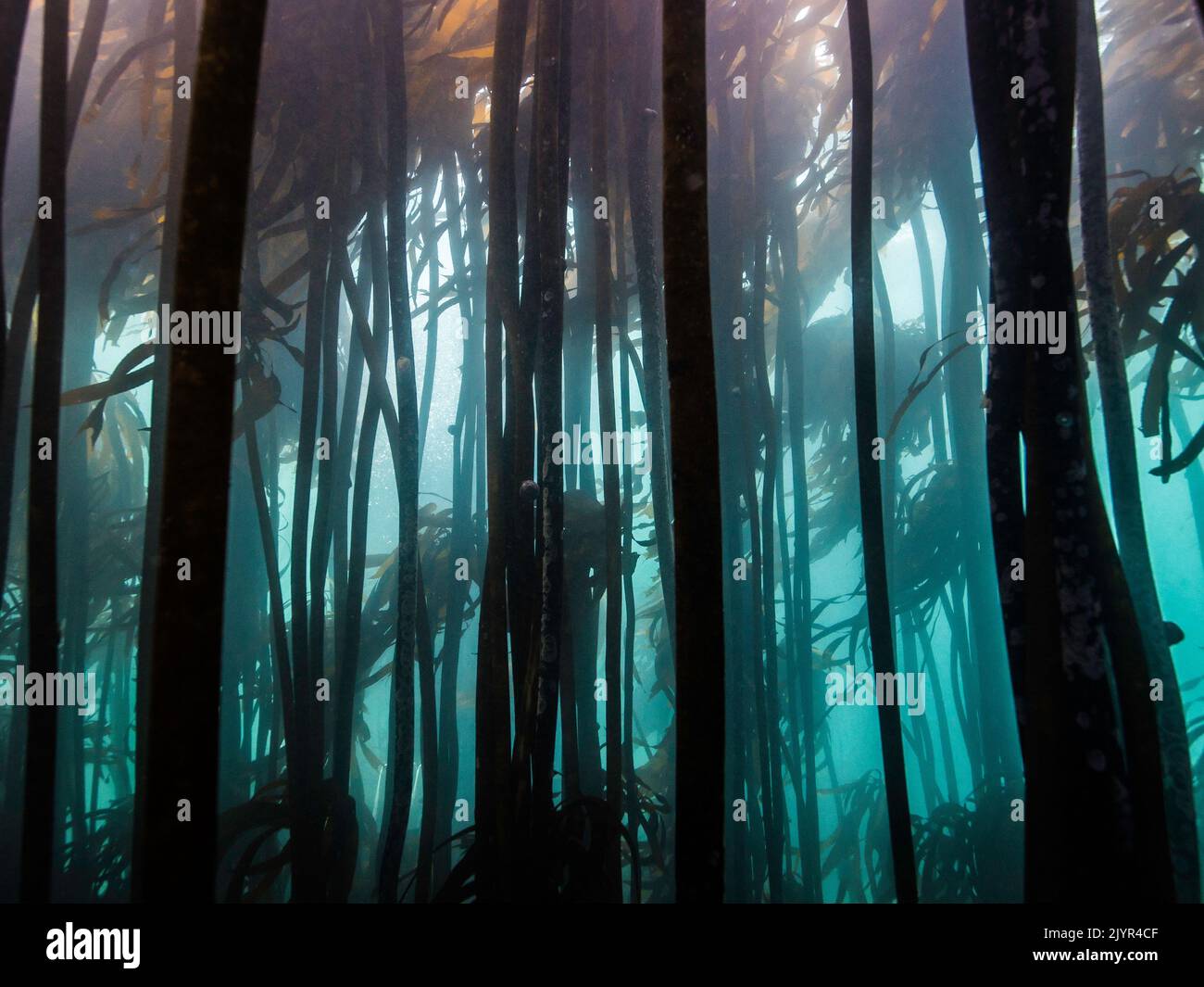 Kelp forest underwater in False Bay, Cape Town with dark seagrass growing tall in the misty turquoise water Stock Photo