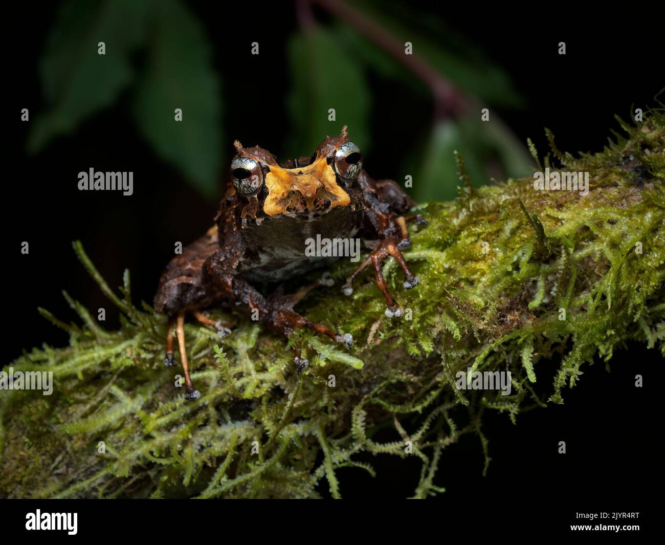 Pinocchio Insect Pinocchio rain frog hi-res stock photography and images - Alamy
