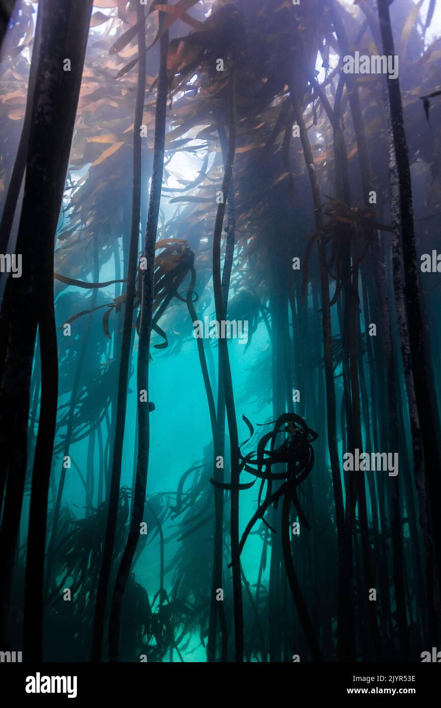 Kelp forest underwater in False Bay, Cape Town with dark seagrass growing tall in the misty turquoise water Stock Photo