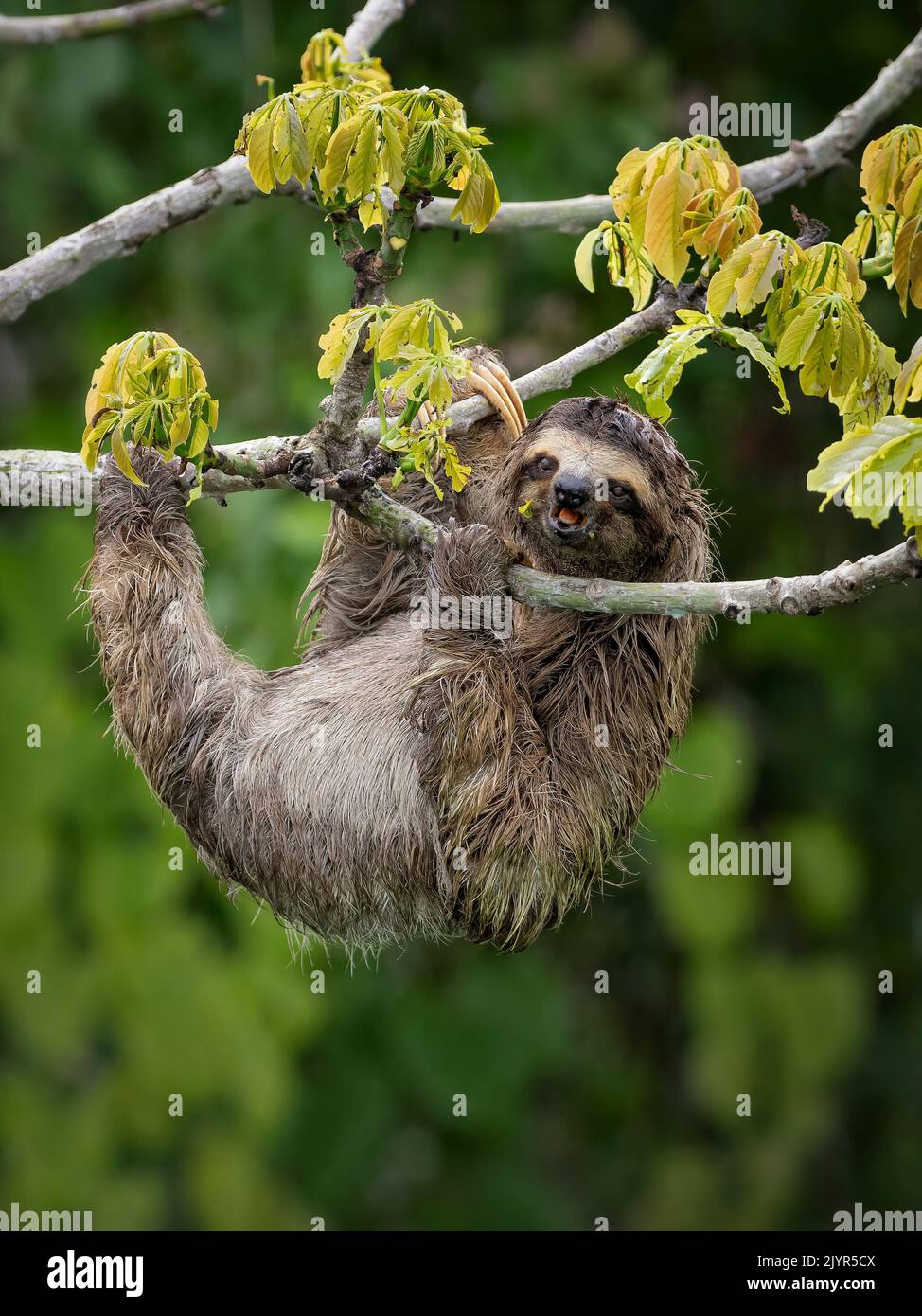 Brown-throated Three-toed Sloth (Bradypus variegatus), Panama Stock