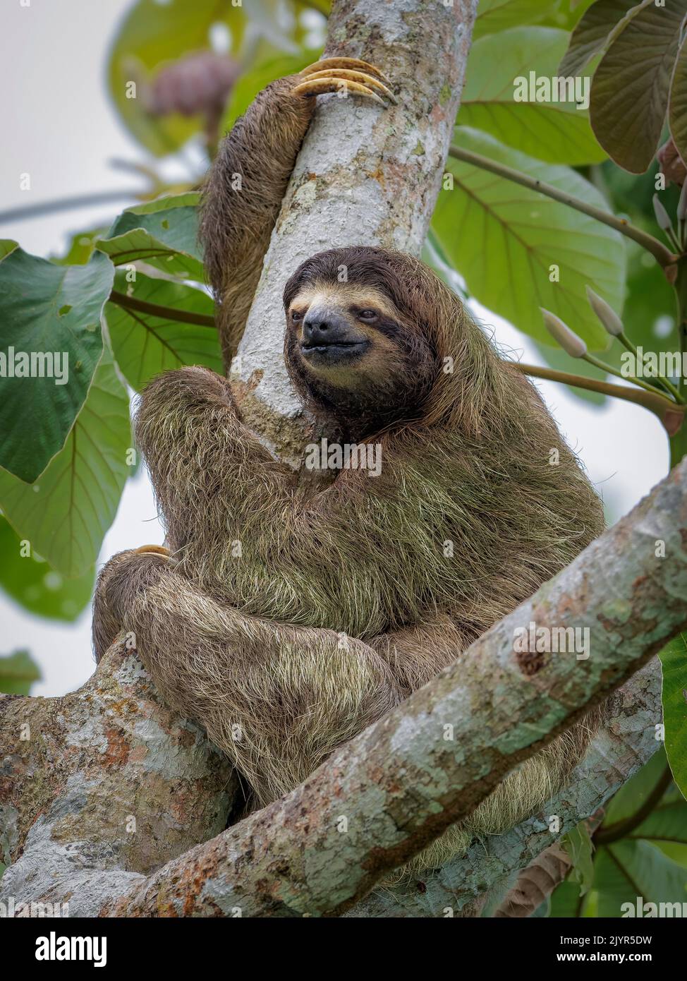 Brown-throated Three-toed Sloth (Bradypus variegatus), Panama Stock