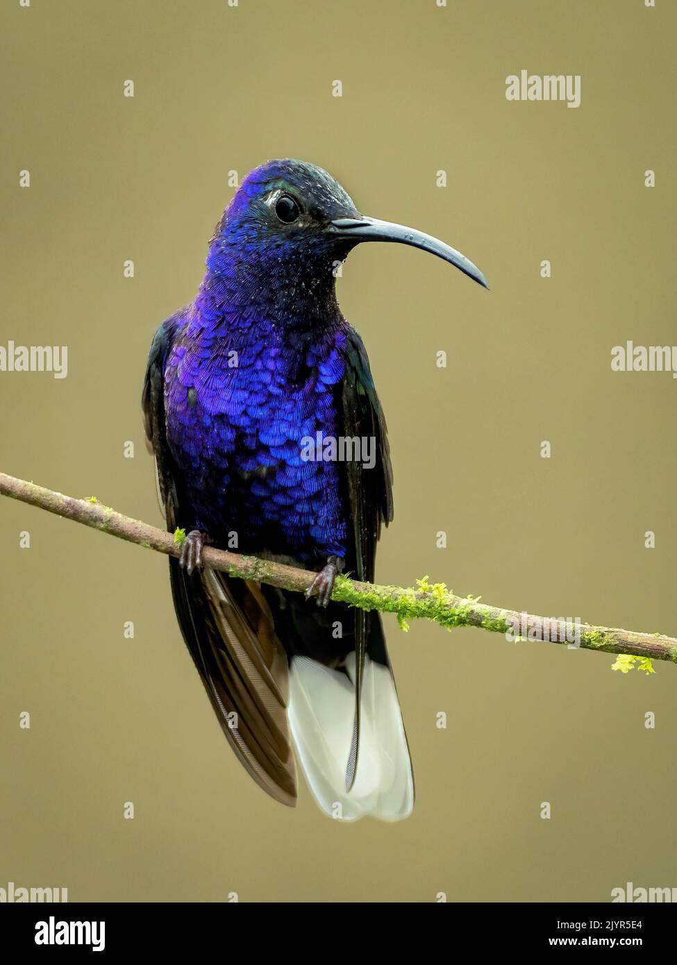 Violet Sabrewing (Campylopterus hemileucurus), male, Chiriqui Highlands