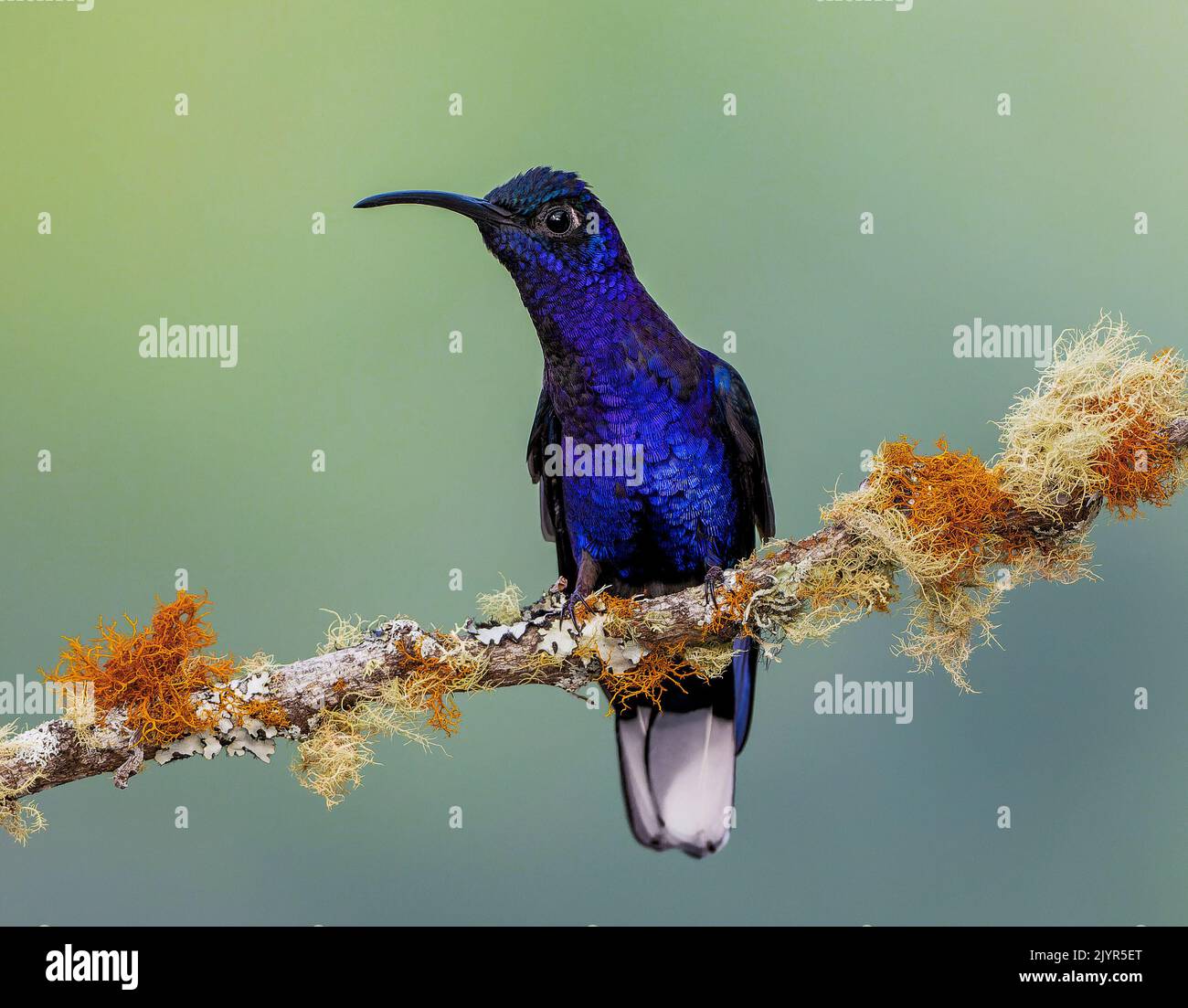 Violet Sabrewing (Campylopterus hemileucurus), male, Chiriqui Highlands