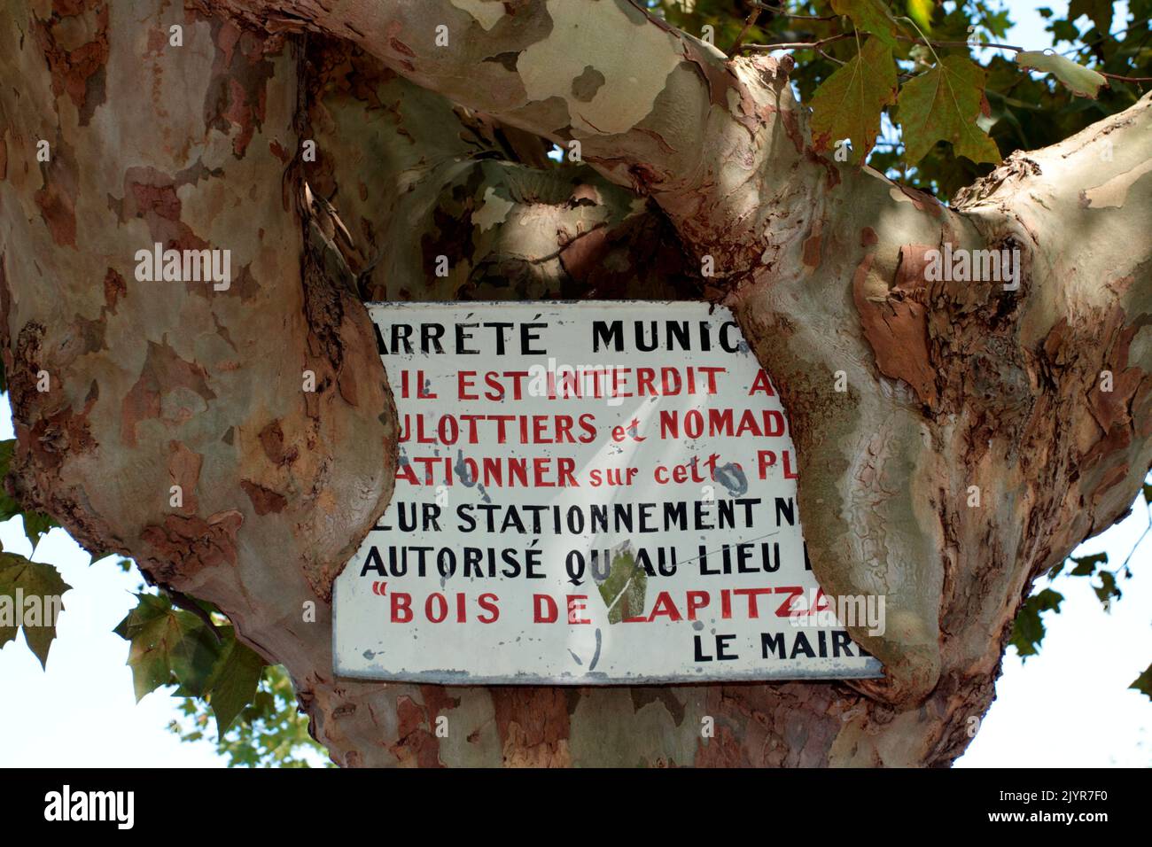 Prohibition sign covered by the bark of a plane tree Stock Photo