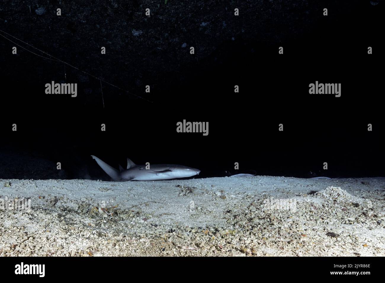 Nurse shark and stingrays. A sleeper shark and two stingrays rest in the shelter of the cave. Underwater cave, Mayotte Stock Photo