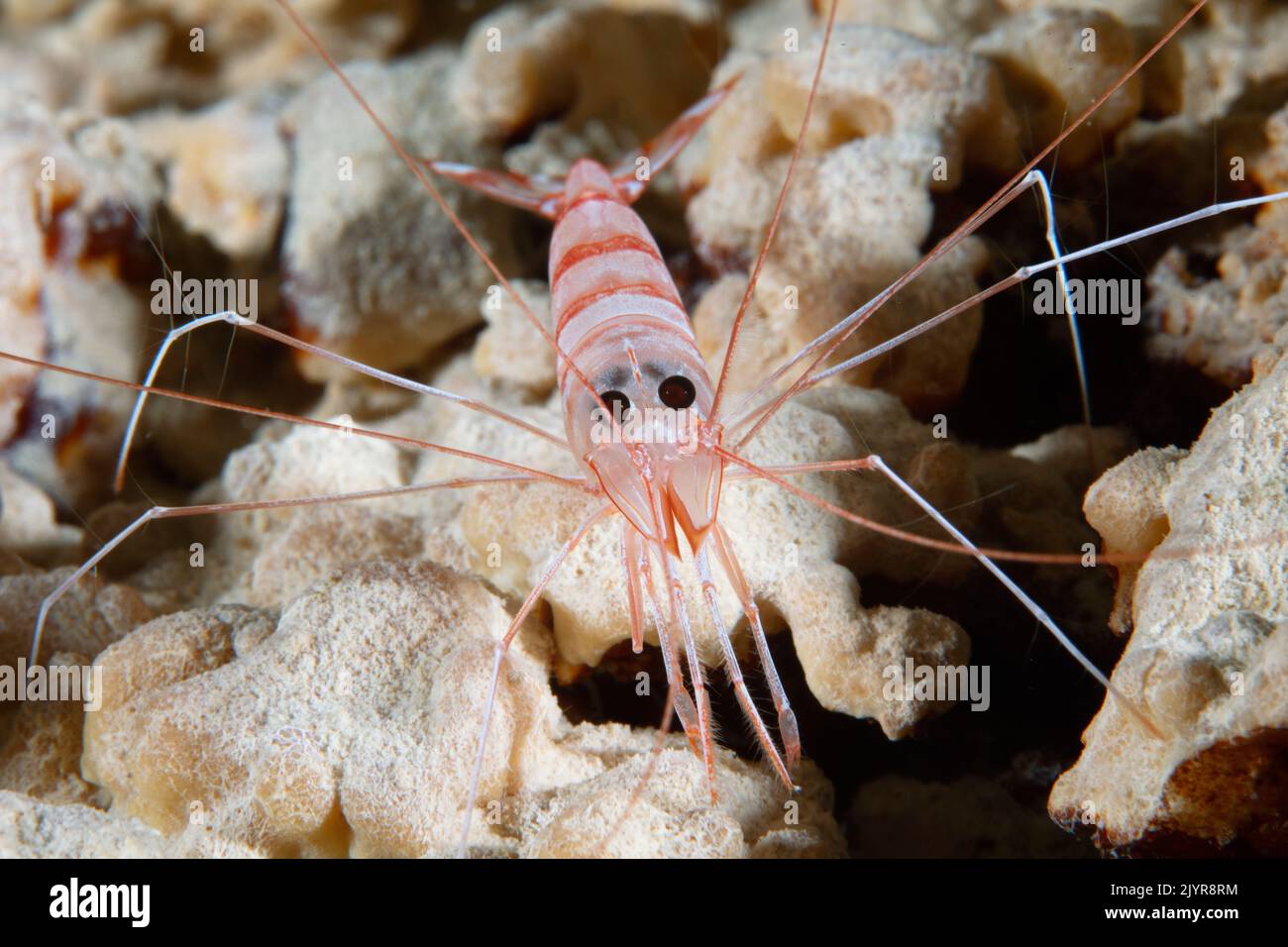 Face to face with a shrimp guarding the cave. Face to face with this shrimp that walks among the stalactites that fell a long time ago. We notice that this species is perfectly adapted to live in total darkness. Indeed, the fine hairs coming out of its thin legs help it to find its way and to feel the obstacles.Underwater cave, Mayotte Stock Photo