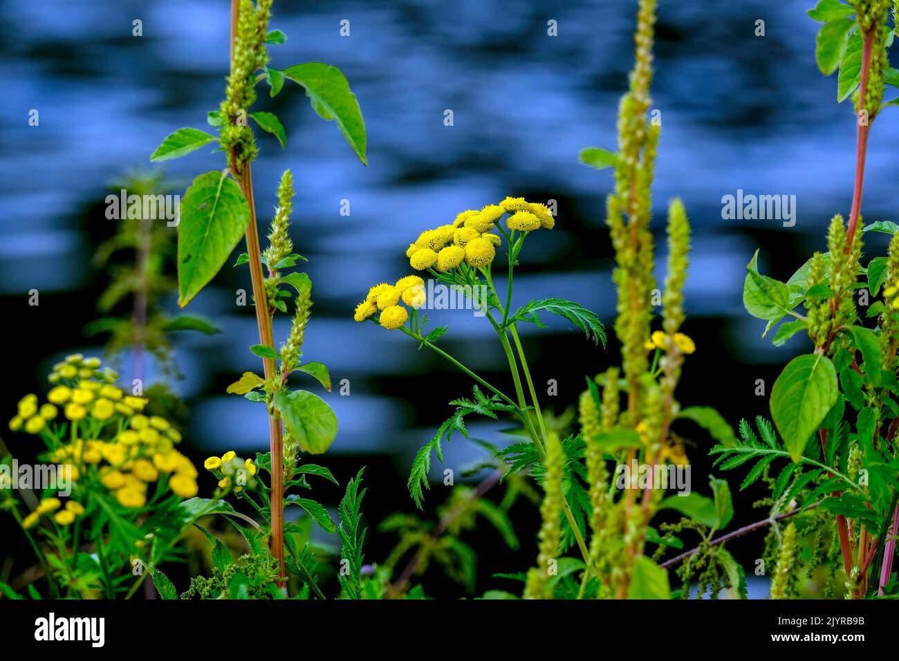 Tierheeilkunde hi-res stock photography and images - Alamy