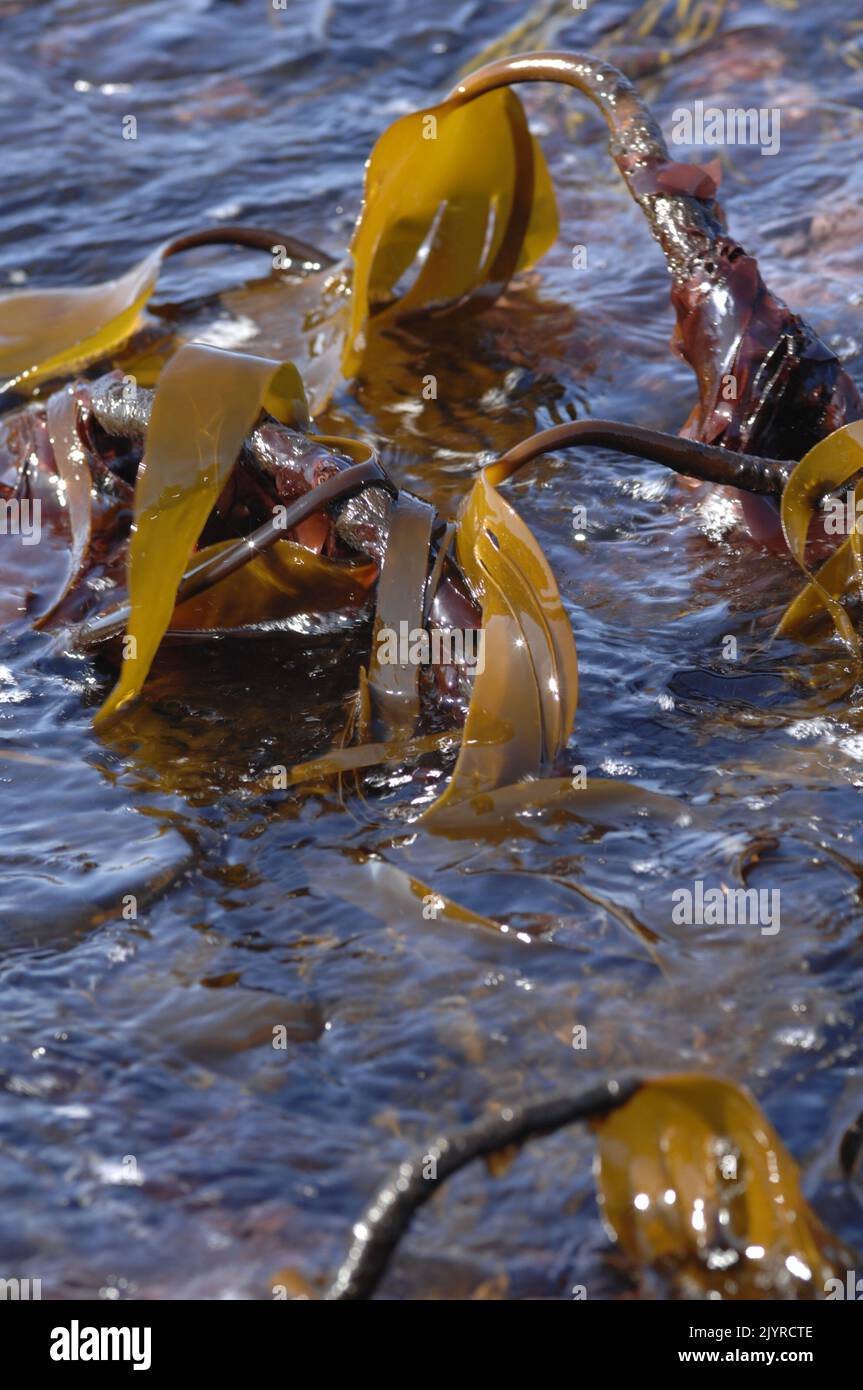 Kelp (Laminaria hyperborea) and dulse ( Palmaria Palmata) exposed at low tide, St. Brides Haven, Pembrokeshire, Wales, UK, Europe Stock Photo