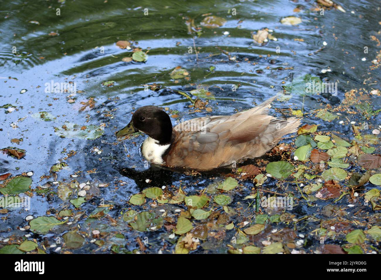 Manky mallard hybrid male duck, Anas platyrhynchos, in close up, swimming on the surface of a pond with a blurred background of open water and leaves. Stock Photo