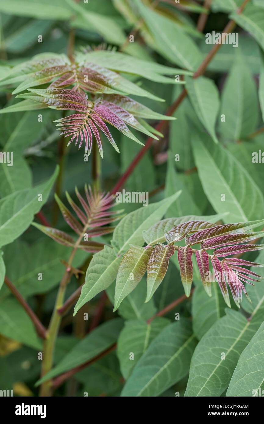 Youngest Tree Young leaves of Tree of heaven (Ailanthus altissima), Gard, France ...