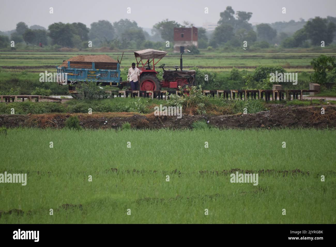 Indian farmer is working on his paddy field Stock Photo