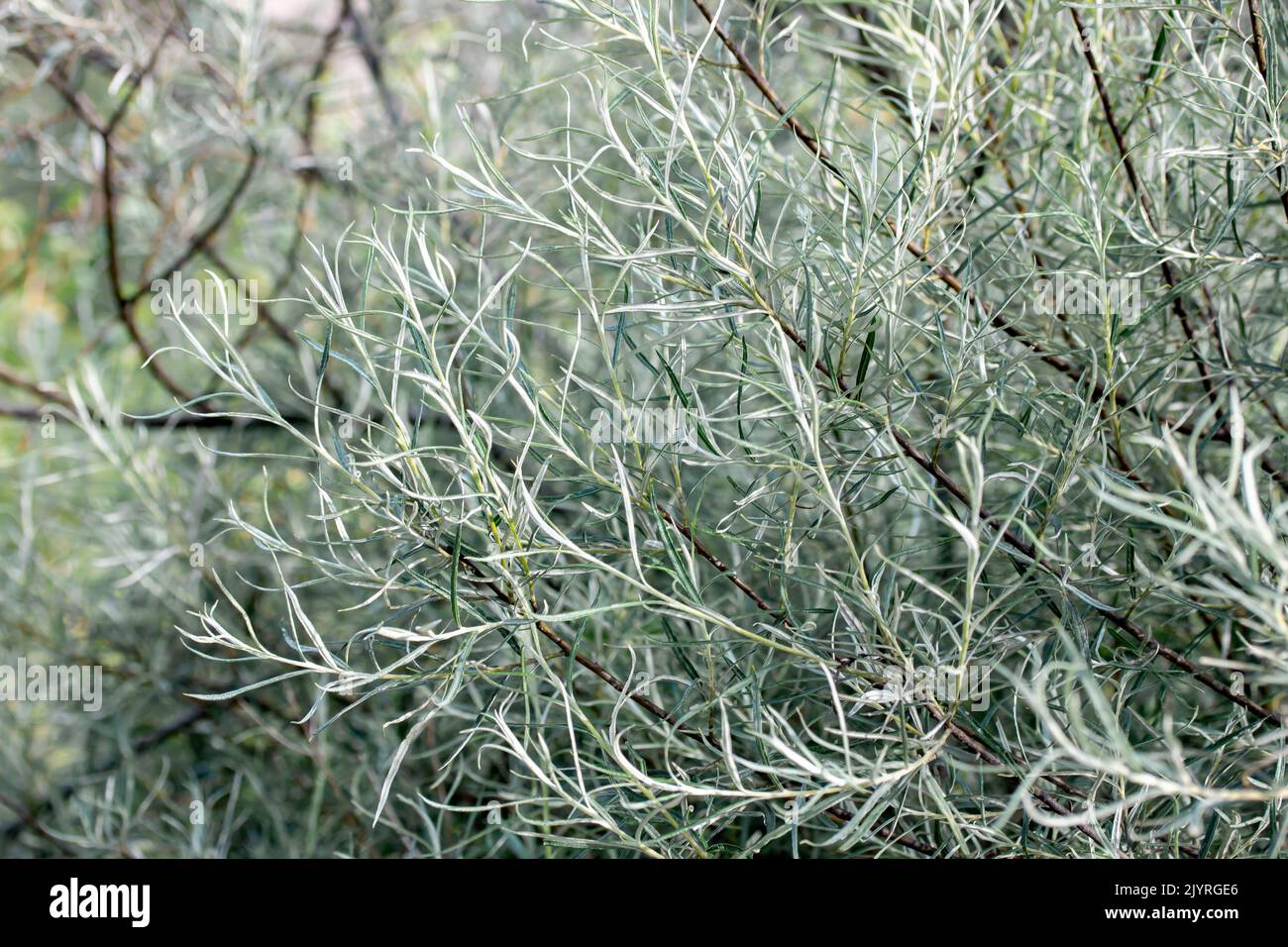 Olive willow (Salix eleagnos), Drome, France Stock Photo Alamy