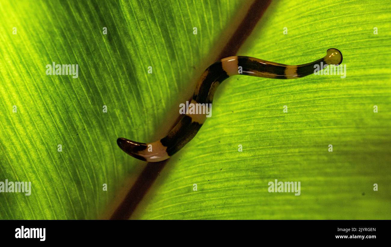 Hammerhead worm (Bipalium sp) on a leave, North Sumatra, Indonesia