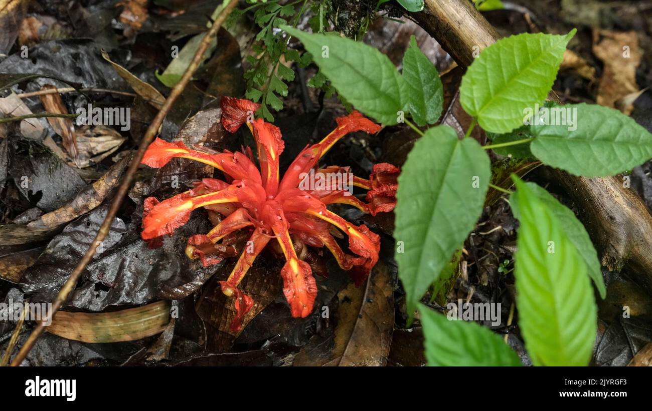 Ground ginger flower Halimun Salak National Park, West Java, Indonesia ...