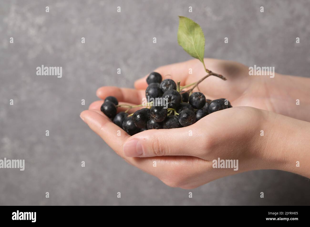 Closeup Black Chokeberry Berries Aronia Melanocarpa in Hands Stock Photo
