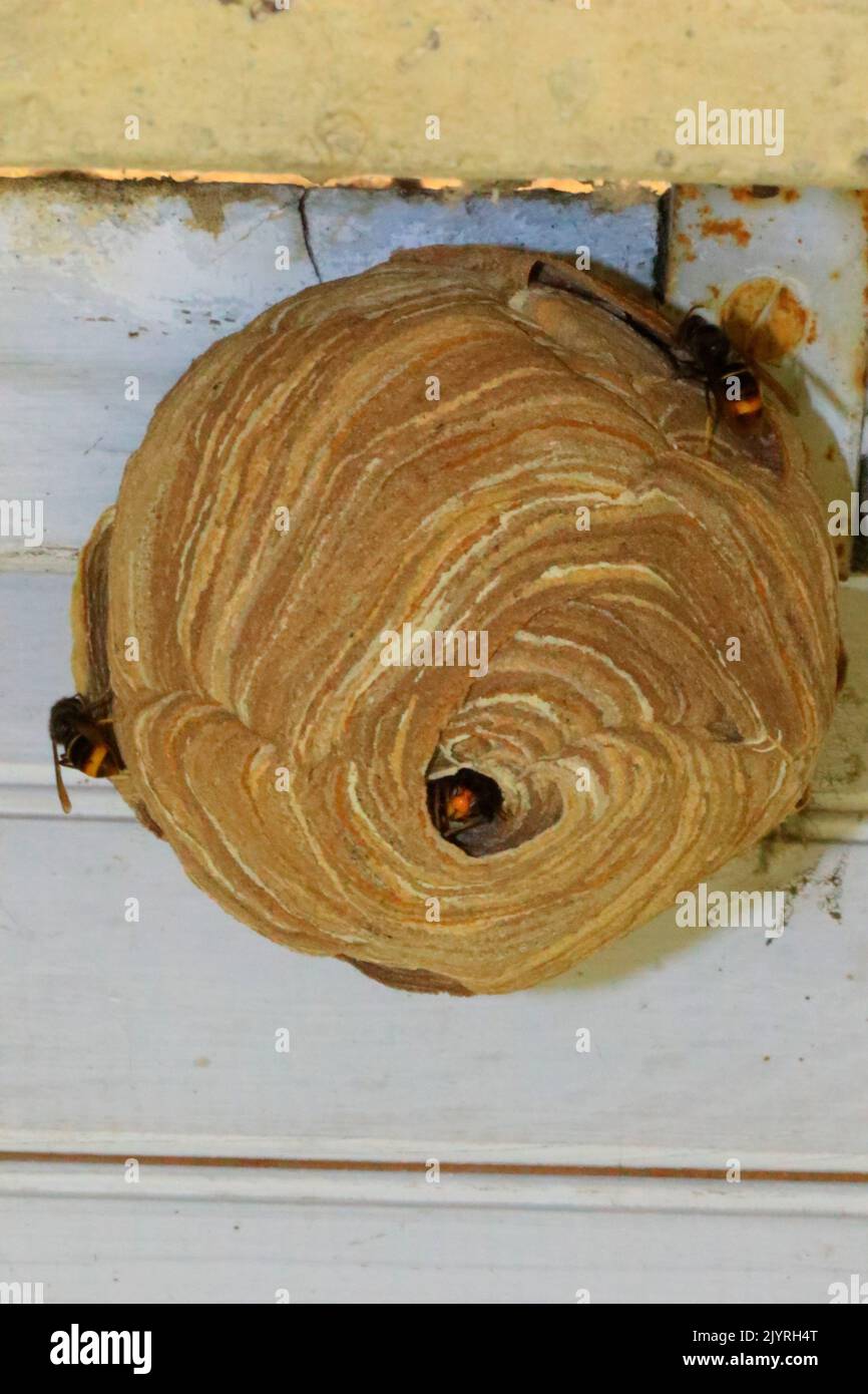 Asian predatory Hornet (Vespa velutina) on nest Stock Photo
