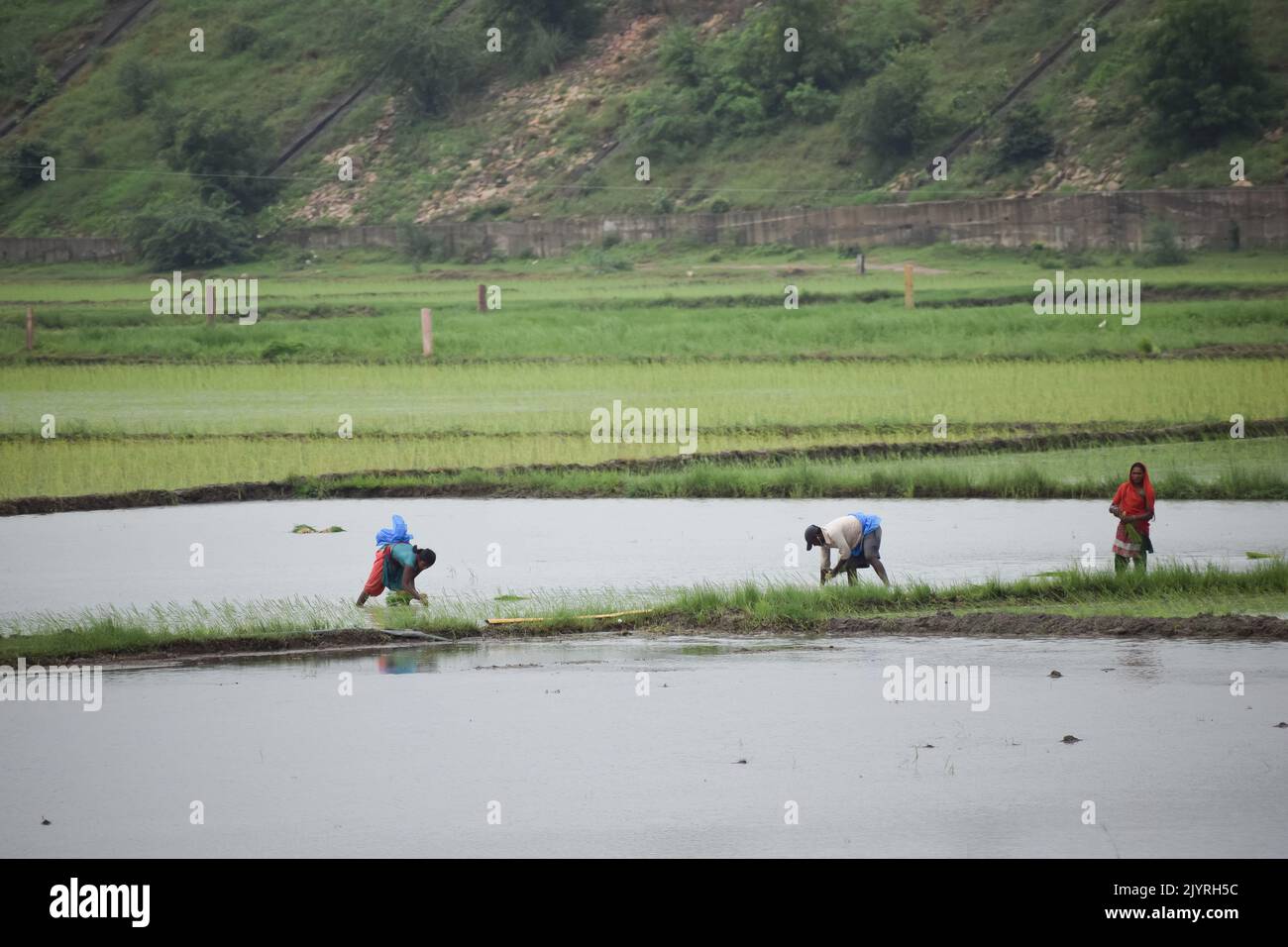 Indian farmer working in a green paddy field Stock Photo