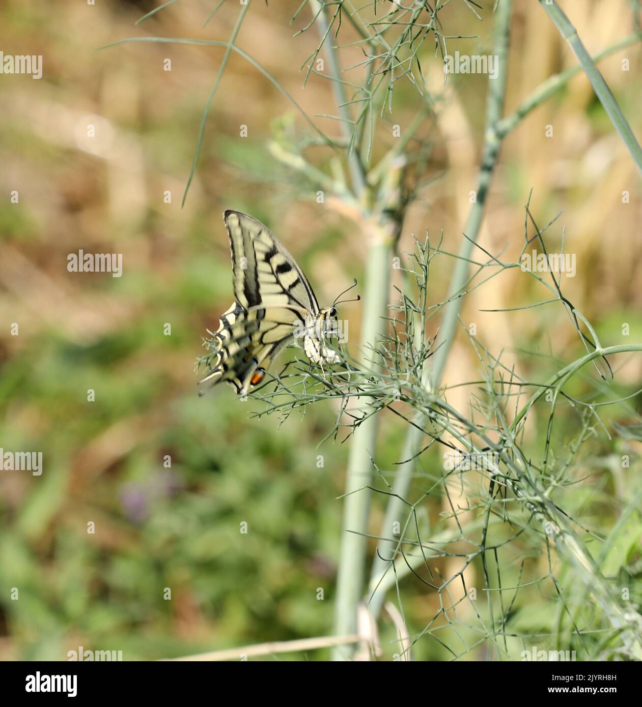 Swallowtail Dovetail butterfly on a plant Stock Photo