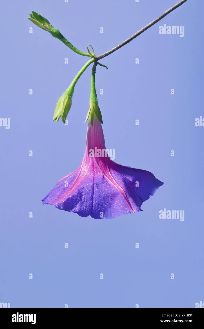 Closeup Purple Morning Glory Flower. Ipomoea purpurea Stock Photo